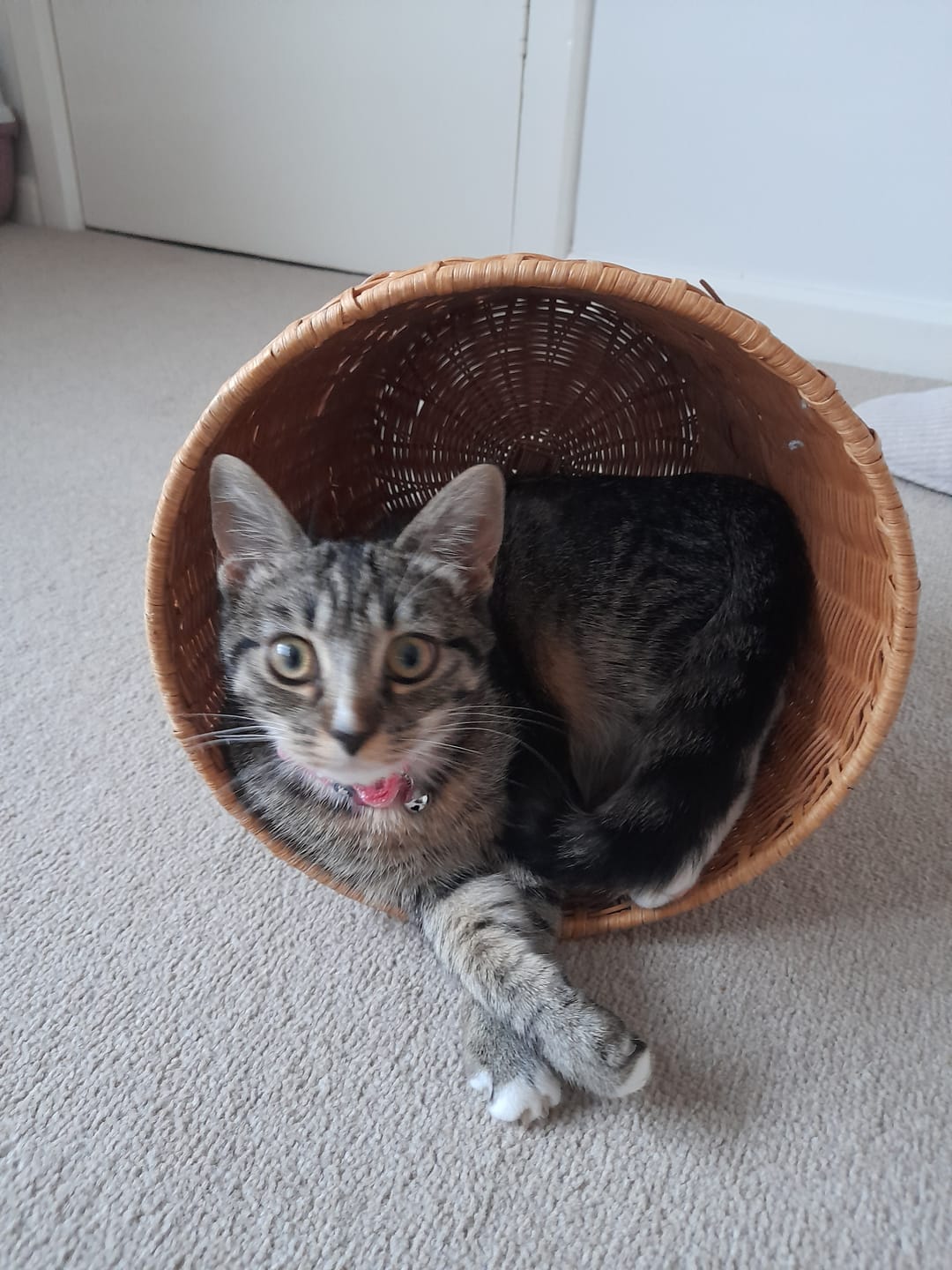 Customer photo review of Fit Litter
