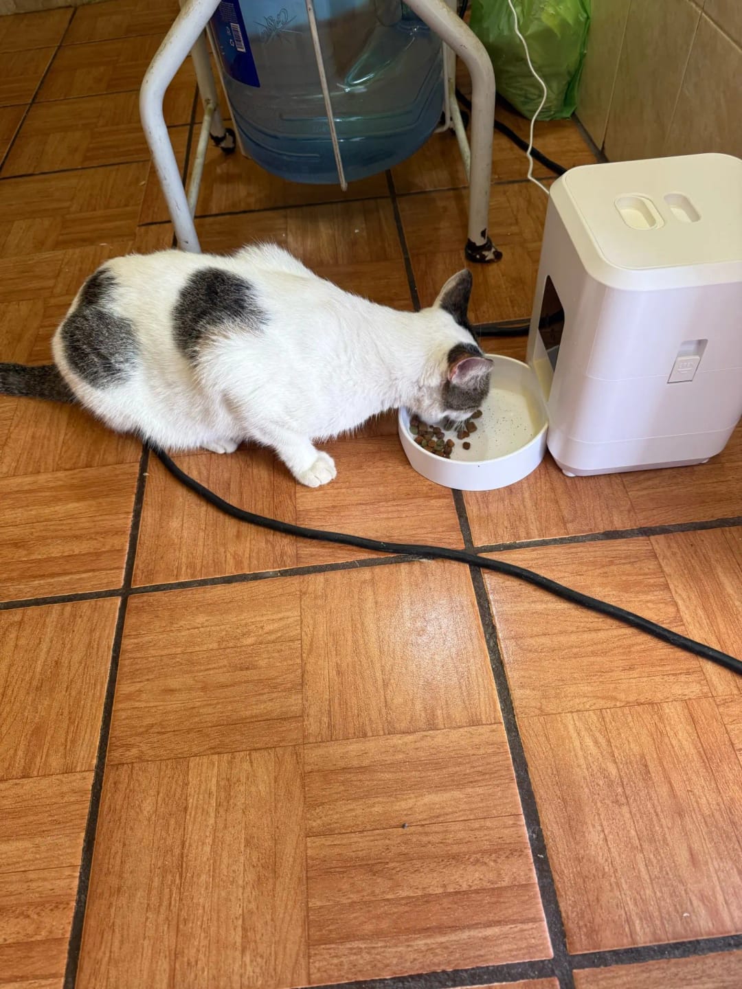 Customer photo review of Smart Pet Feeder Automatic Cat Feeder Dog Slow Food Machine With Timed Quantitative Automatic Cat Food Dispenser Cat Dog Bowl