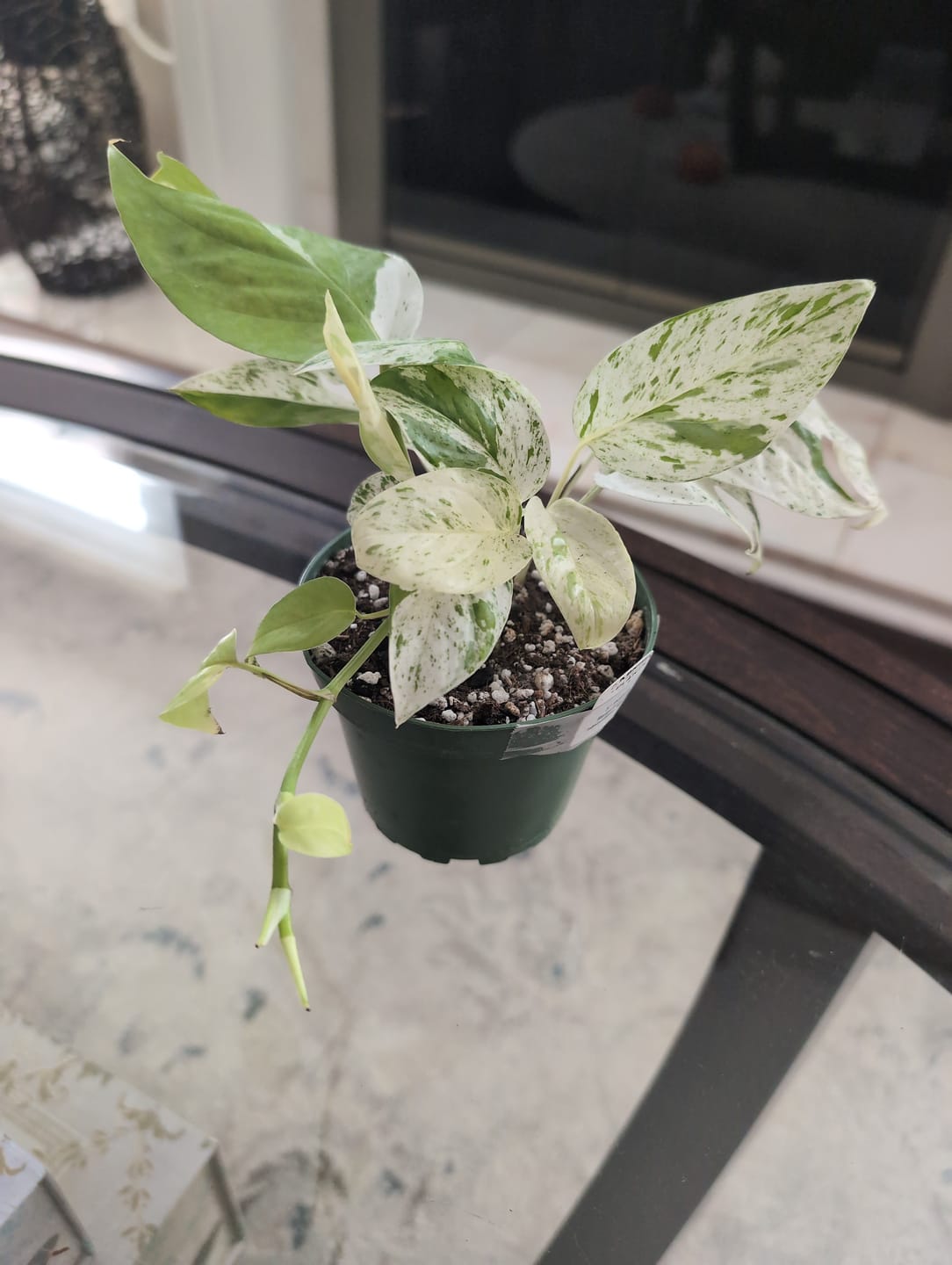 Customer photo review of Pothos Epipremnum pinnatum 'Marble'