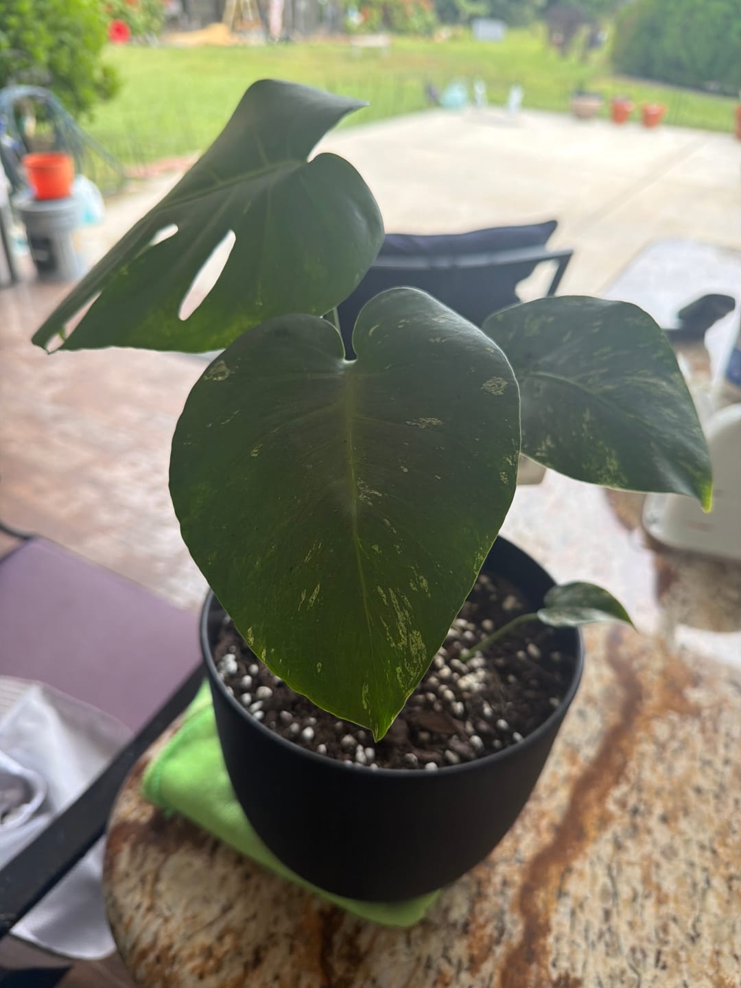 Customer photo review of Monstera 'Mint'