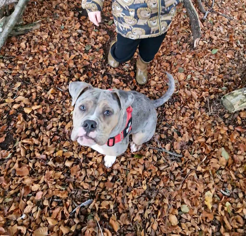 Customer photo review of ParoPet No Pull Dog Harness