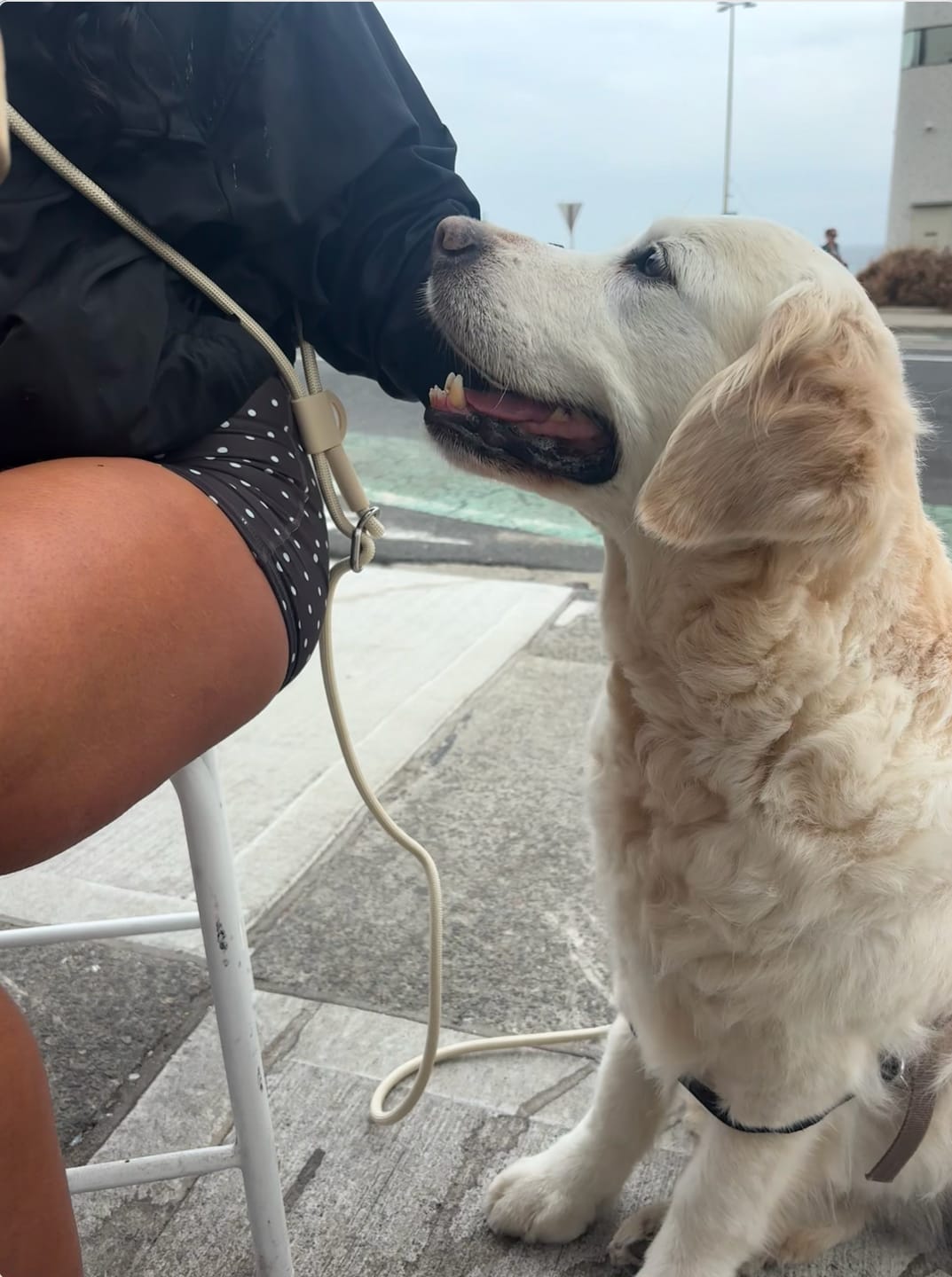 Customer photo review of hands-free leash - cream