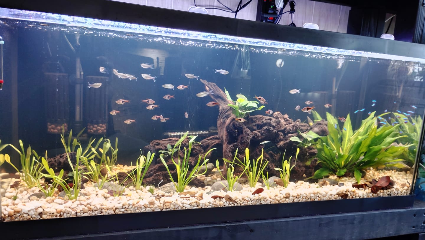 Customer photo review of RAMSHORN SNAILS (ASSORTED BLUE, PINK,GREY,GOLD)
