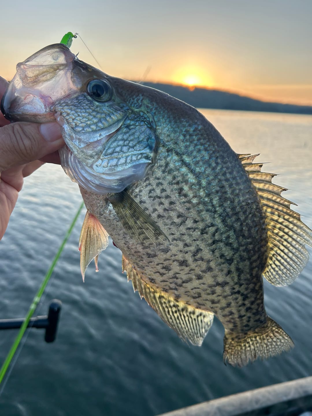 Customer photo review of Grand Slam Green