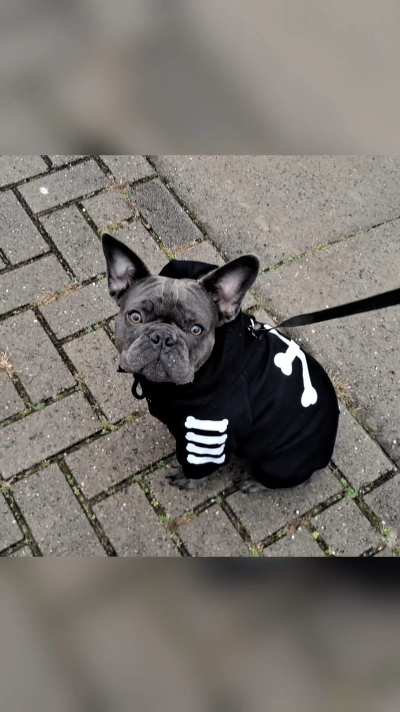 Customer photo review of "WOOF" Dog Hoodie - Black & Reflective