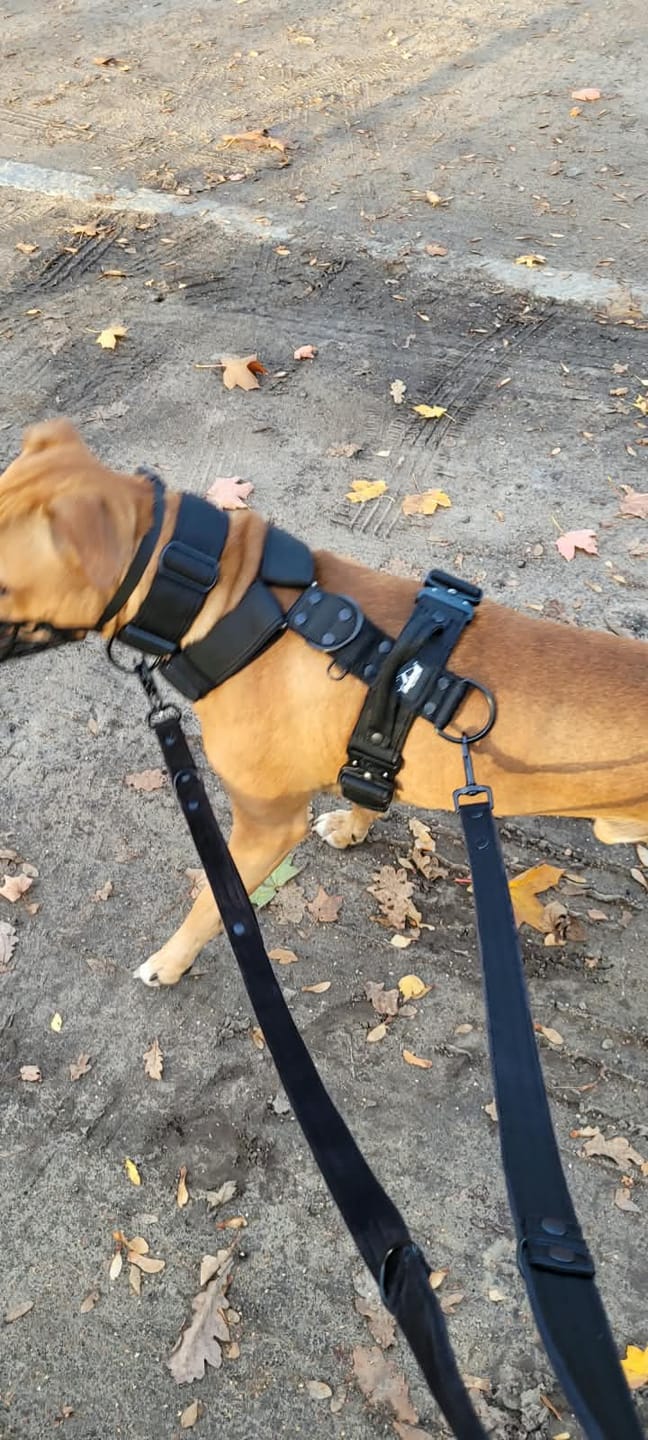 Customer photo review of Szelki z raczką typu guard - Easy Walk Black Editon Czarne