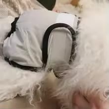 Customer photo review of Mumaby™ Washable Dog Diaper