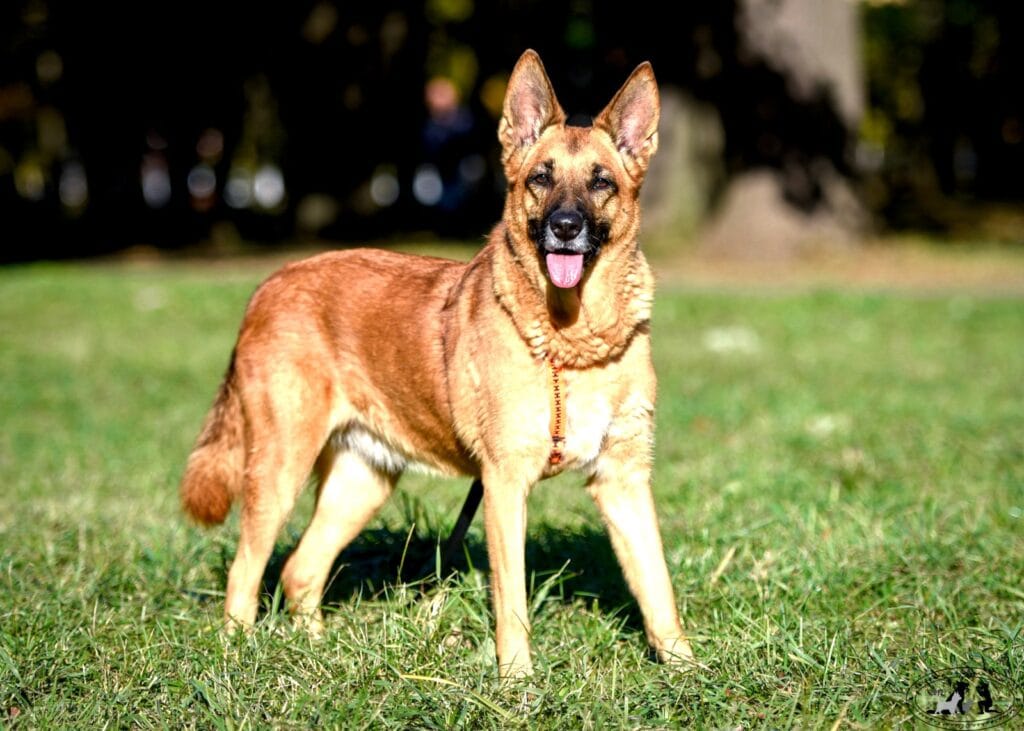 Customer photo review of DNA Test Rassebestimmung Pro Hund
