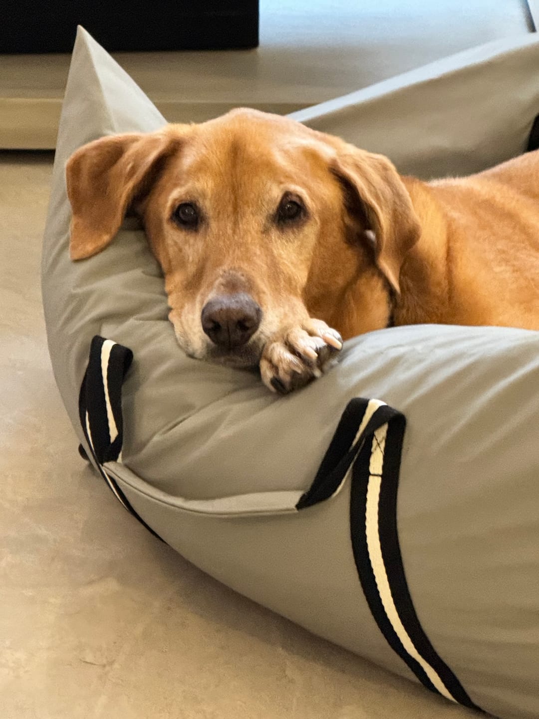 Customer photo review of Dog Dock V2 New & Improved ISO Fix
