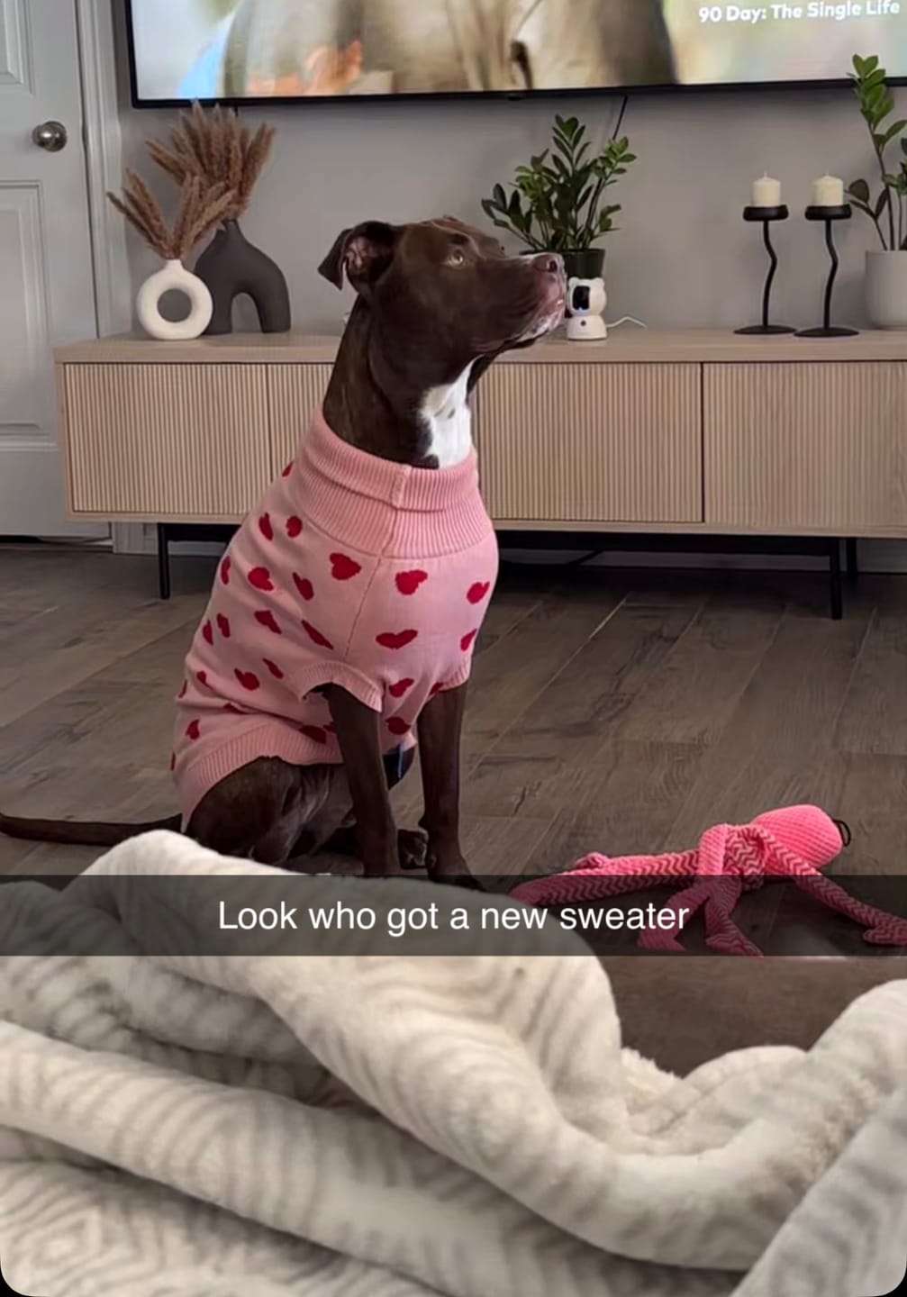 Customer photo review of Hearts Knit Dog Sweater