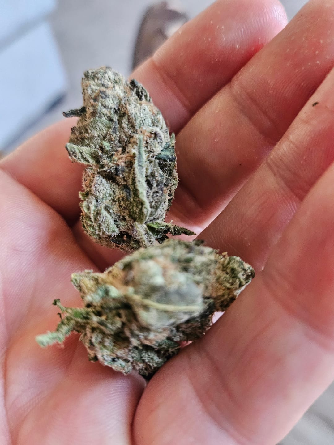 Customer photo review of Blue Dream THCA Flower