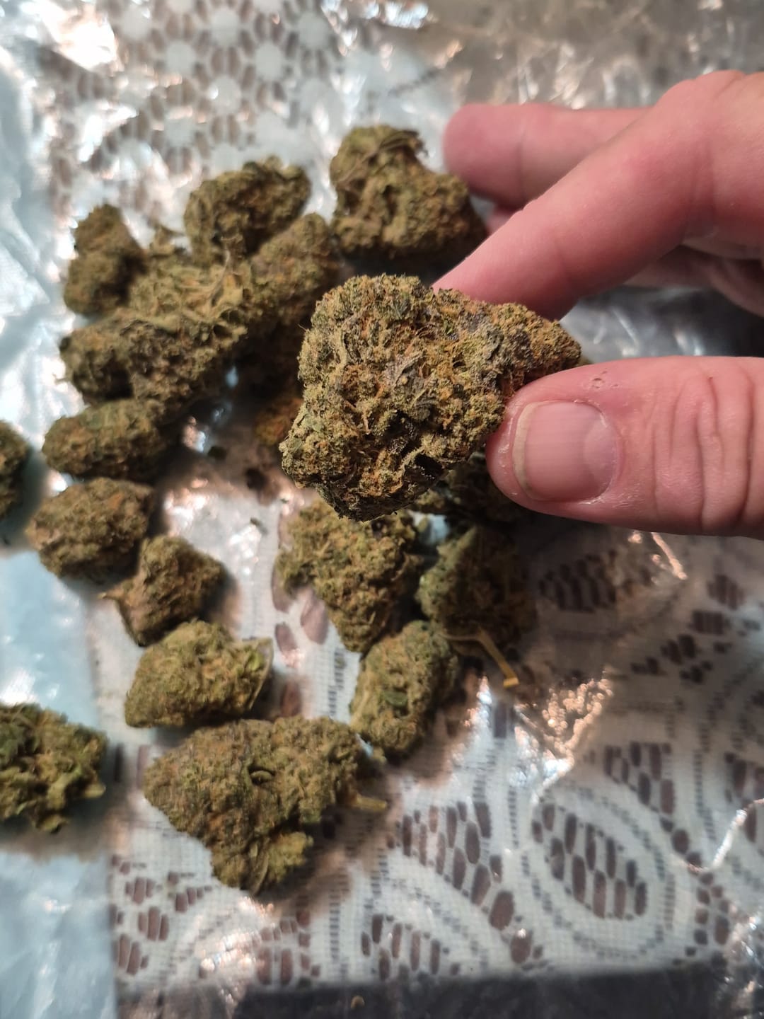 Customer photo review of Biscotti THCA Flower (Premium)