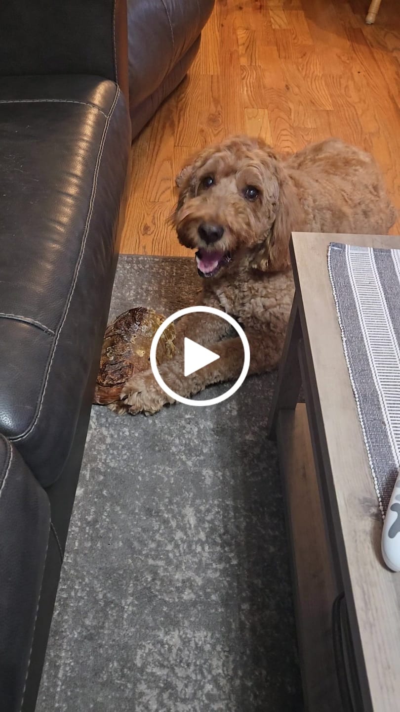 Customer video review of Chewy Ostrich Whole Gizzard: The Protein & Omega-3 Rich, Natural Dog Chew Treat