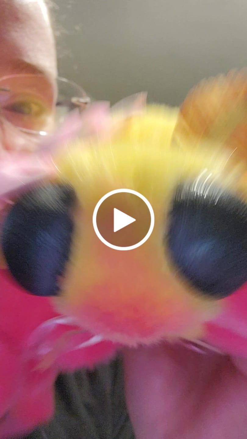 Customer video review of Rosy Maple Moth Plush – Vibrant and Lifelike Stuffed Toy for Insect Fans