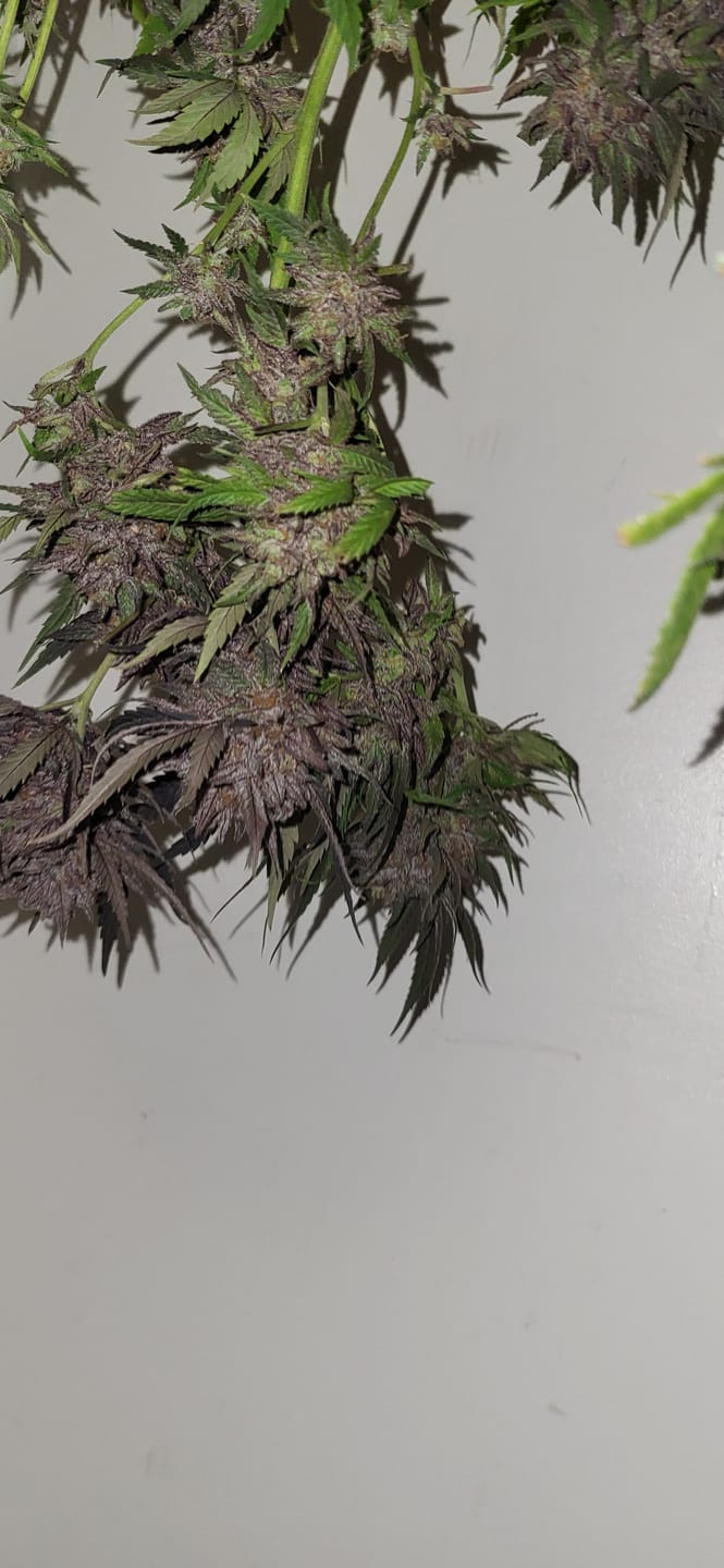 Customer photo review of Cheap Indoor THCA Flower Ounce