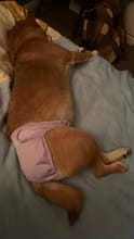 Customer photo review of Mumaby™ Washable Dog Diaper