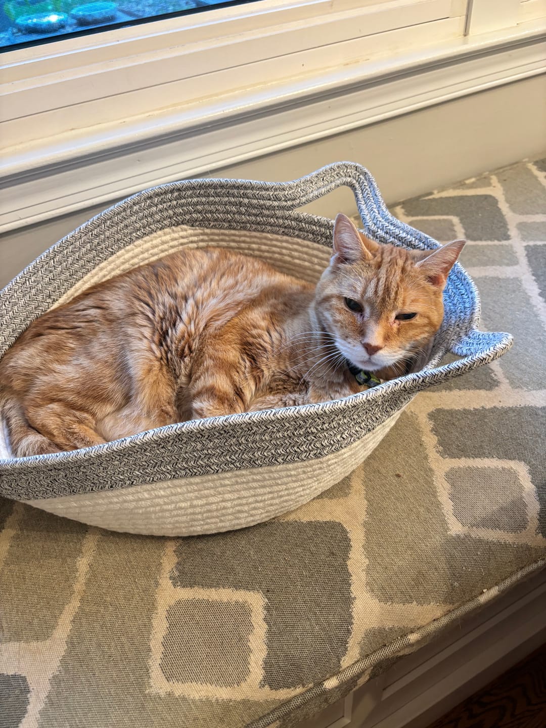 Customer photo review of Instinct Basket | Meet the first research-backed natural scratcher for indoor cats