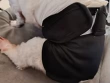 Customer photo review of Mumaby™ Washable Dog Diaper