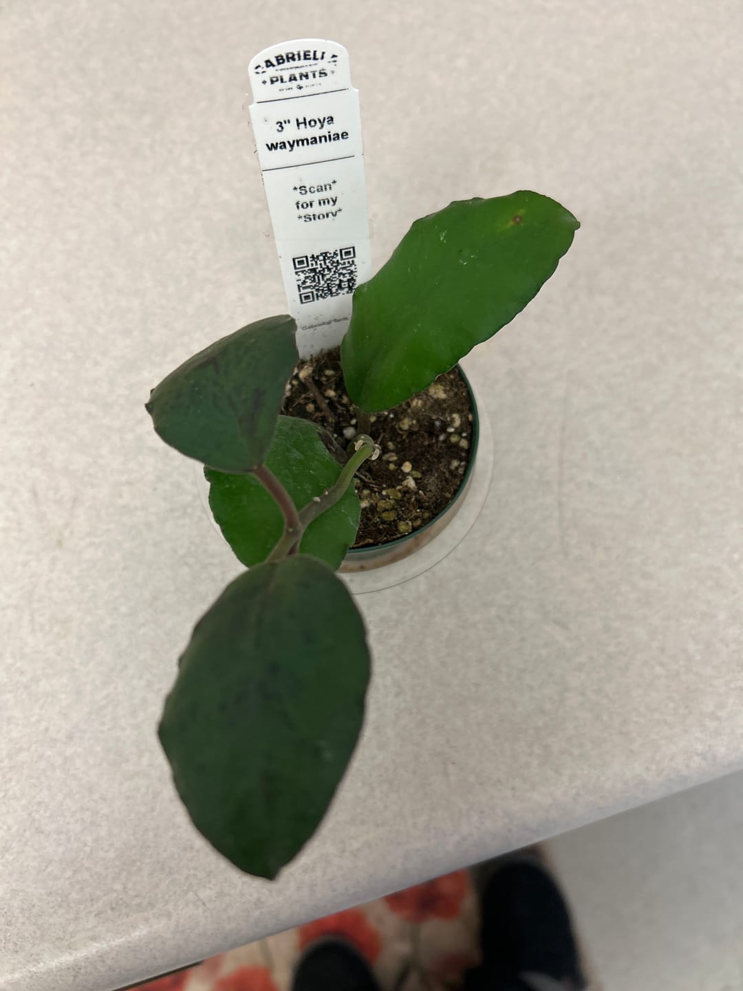 Customer photo review of Hoya waymaniae