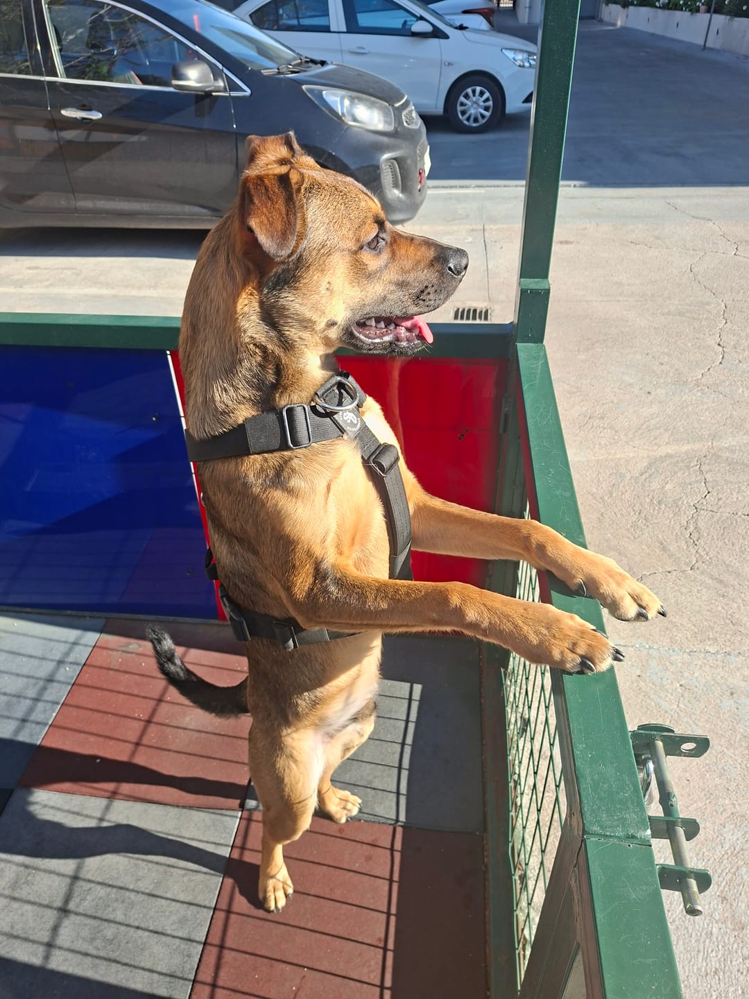 Customer photo review of Correa Larga de Adiestramiento para Perros | 3 mts | Black Camo