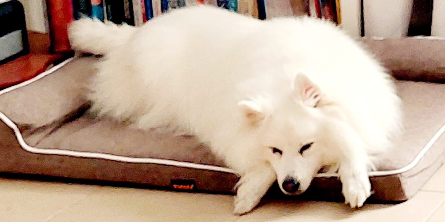 Customer photo review of Orthopedic Pet Bed Memory Foam With Cooling Gel