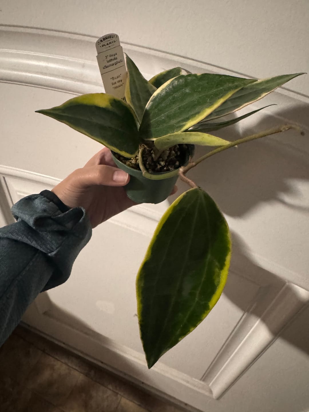 Customer photo review of Hoya latifolia albomarginata