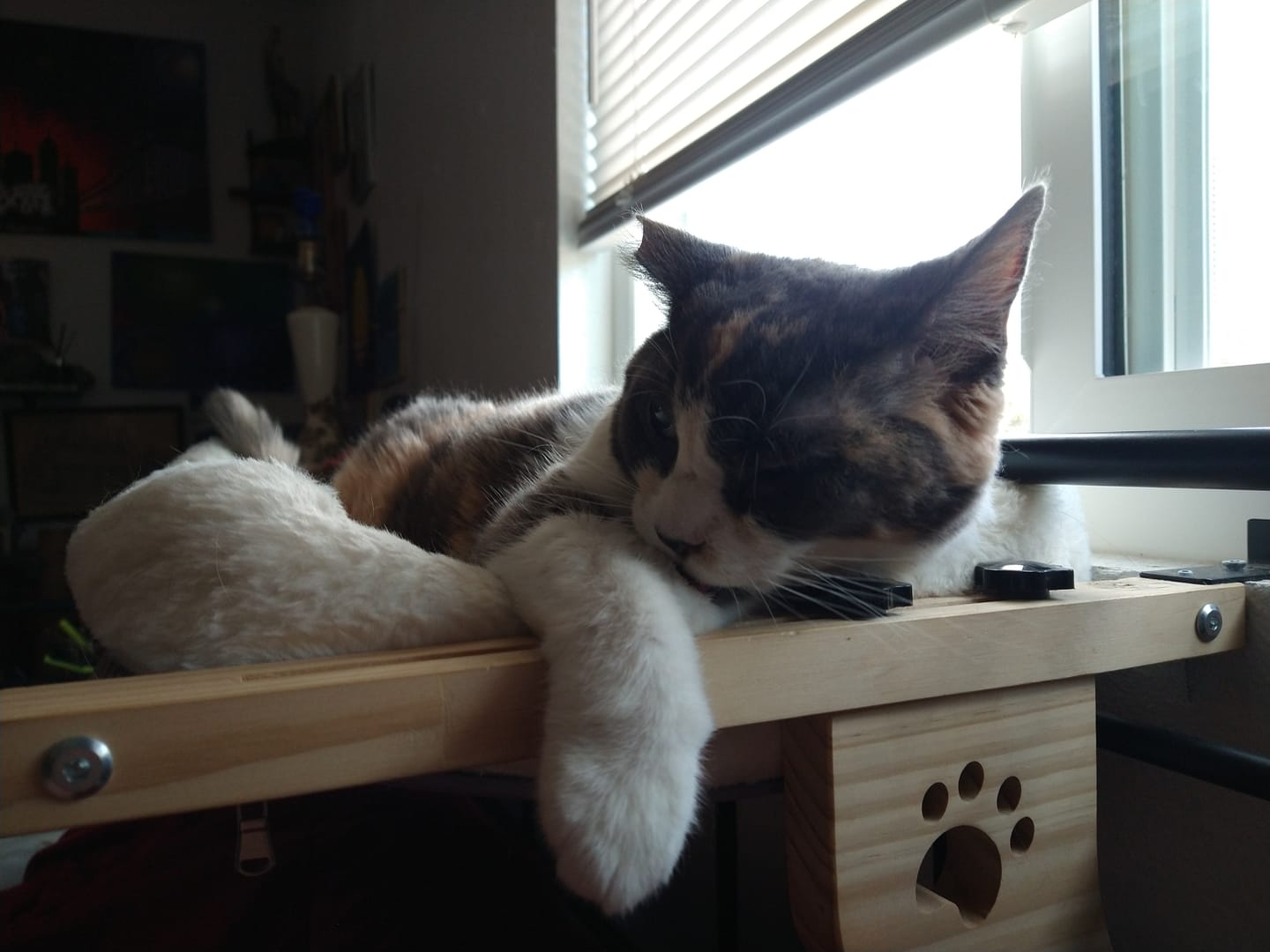 Customer photo review of Breathe Easy Cat Cold, Sneezing & Respiratory Support