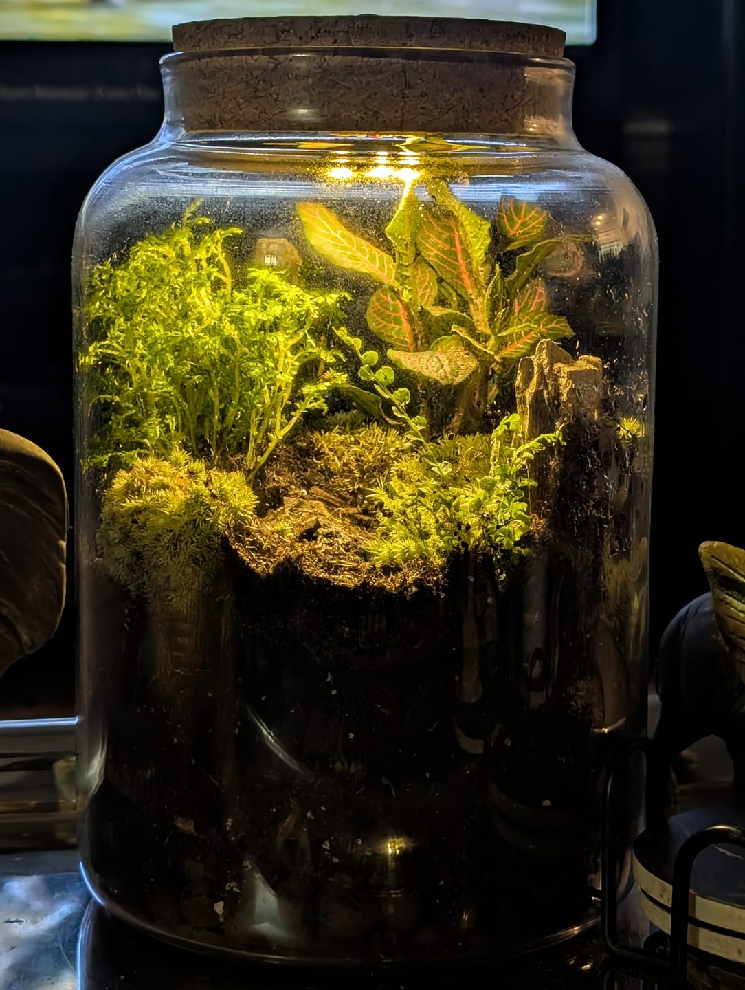 Customer photo review of Light Up Terrarium Kit