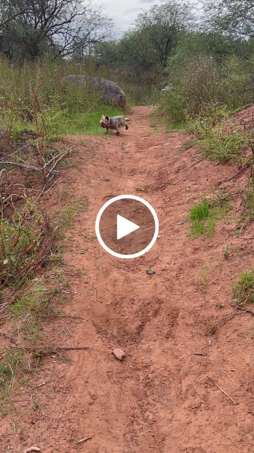 Customer video review of WagWellies® Mojave