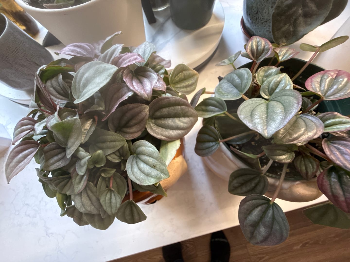 Customer photo review of Peperomia caperata ‘Cayenne’