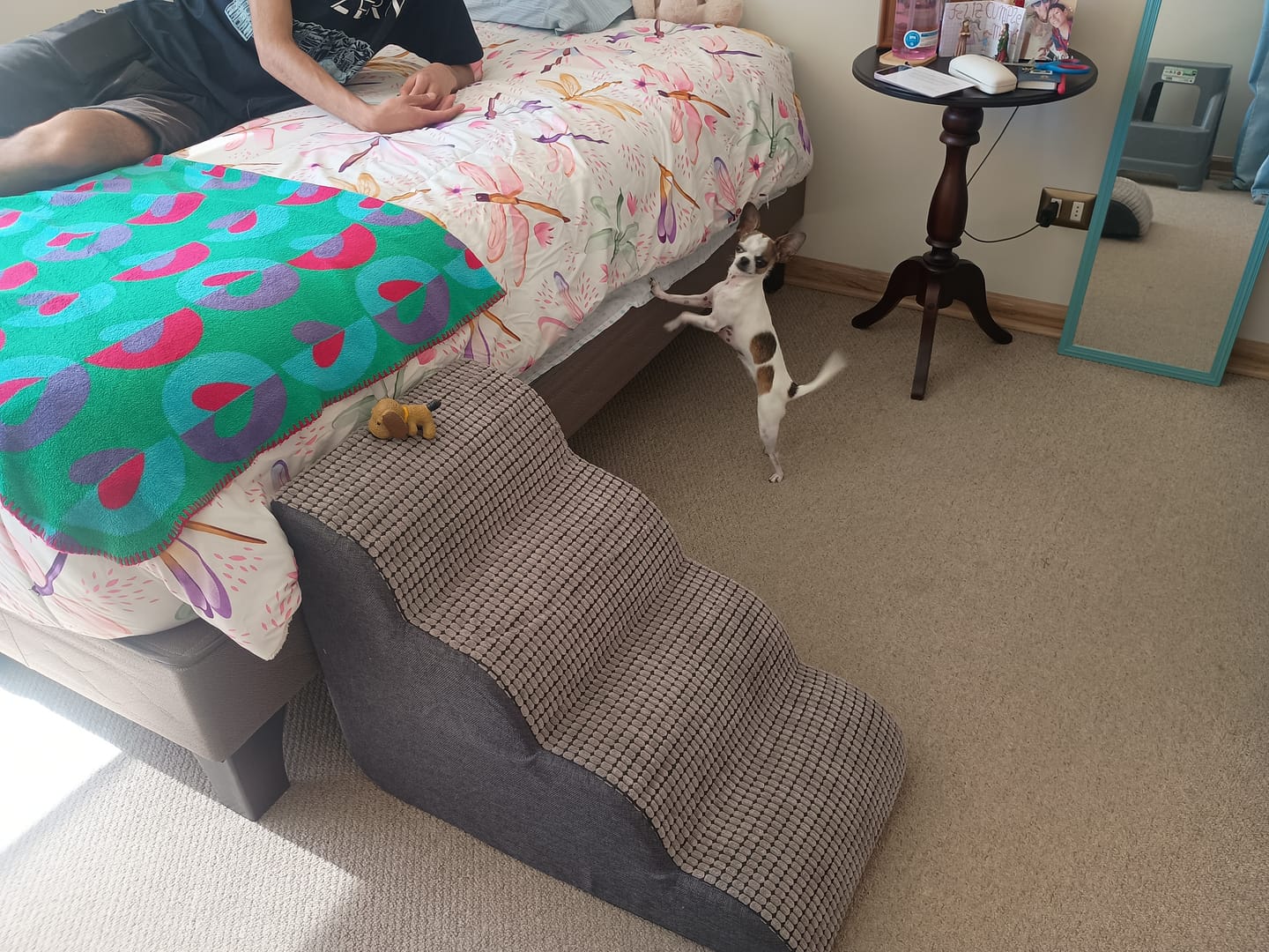 Customer photo review of Rampa Pendiente Suave THE DOGS