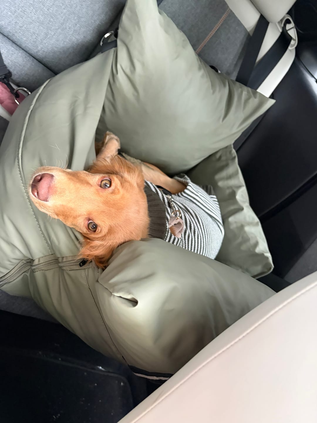 Customer photo review of Dog Dock V2 New & Improved ISO Fix