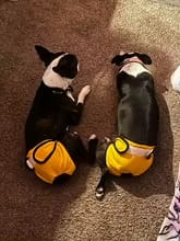 Customer photo review of Mumaby™ Washable Dog Diaper