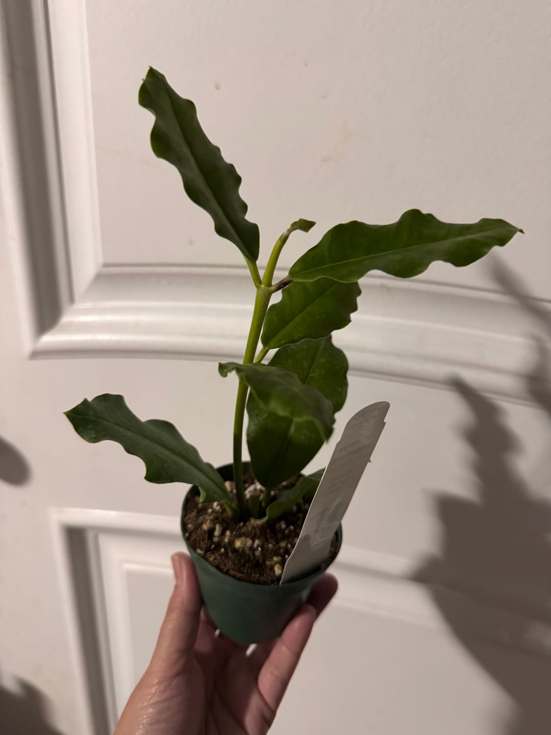 Customer photo review of Hoya imperialis