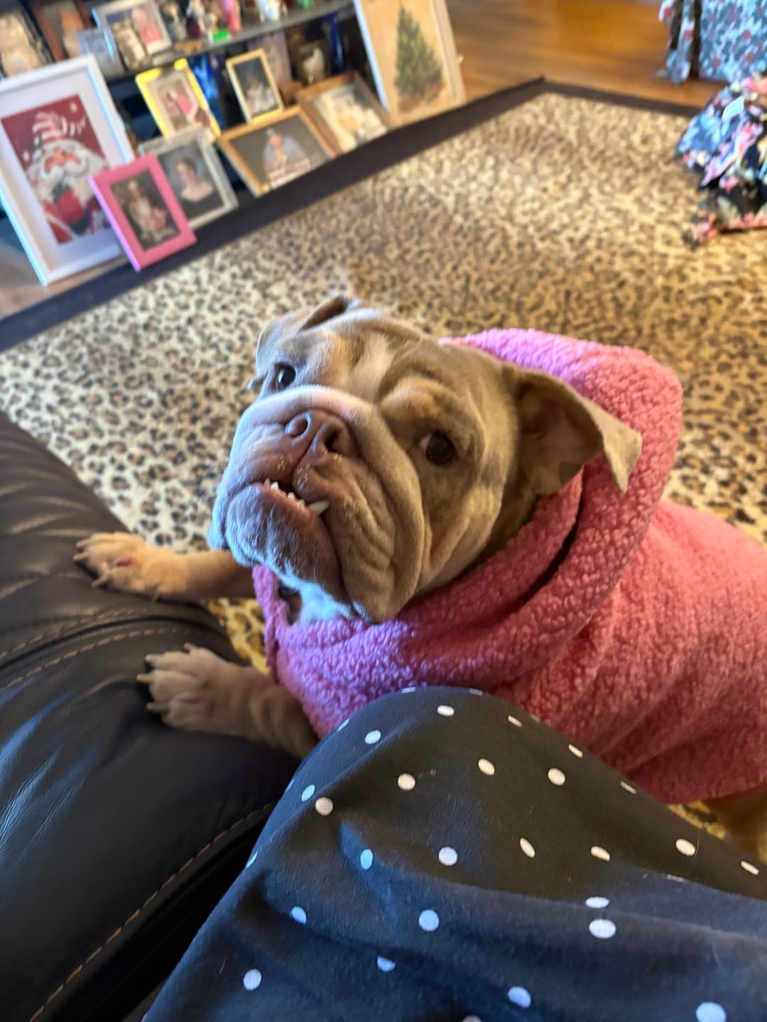 Customer photo review of Teddy Sherpa Dog Jacket - Dark Pink