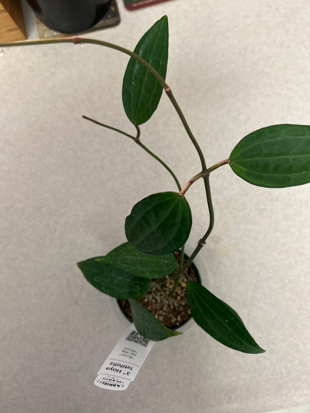 Customer photo review of Hoya latifolia