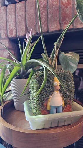 Customer photo review of Homer in the Bushes Chia