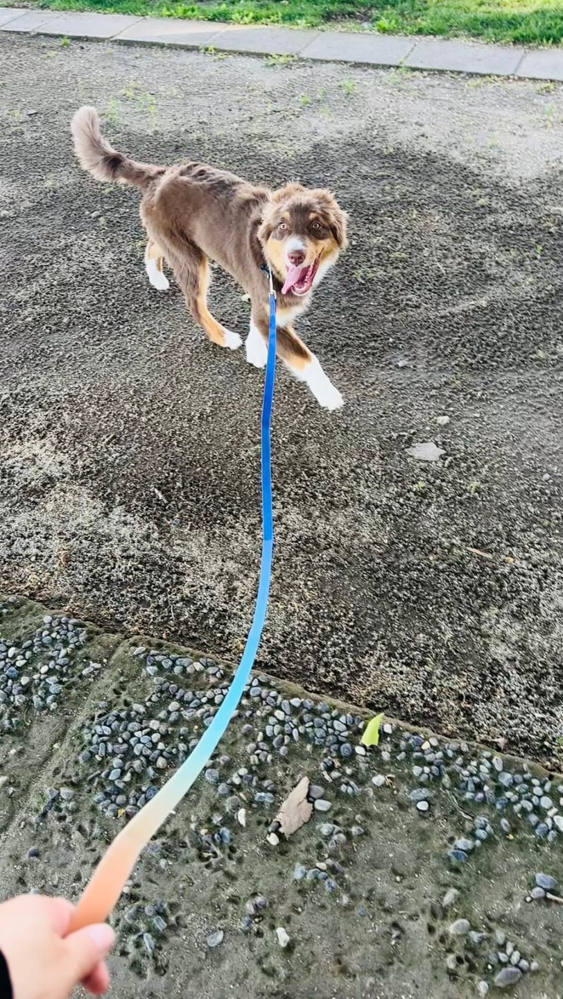 Customer photo review of Collar impermeable para perros — Martín Pescador