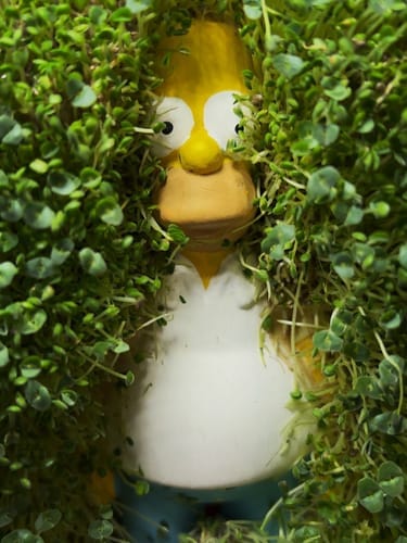 Customer photo review of Homer in the Bushes Chia