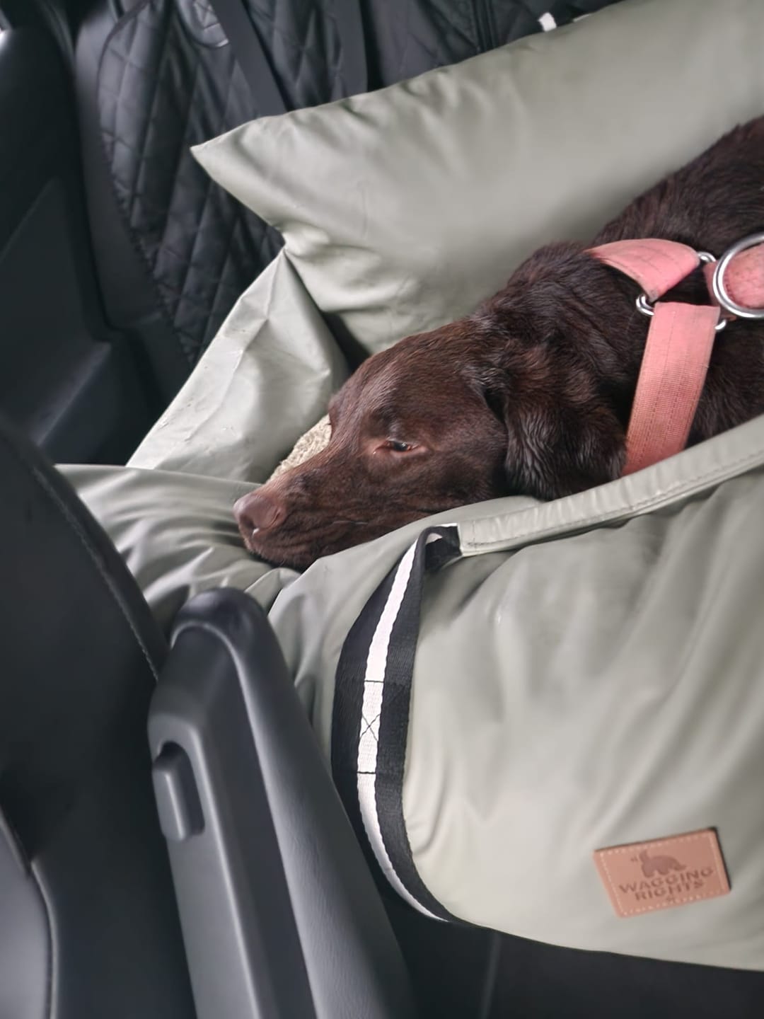 Customer photo review of Dog Dock V2 New & Improved ISO Fix