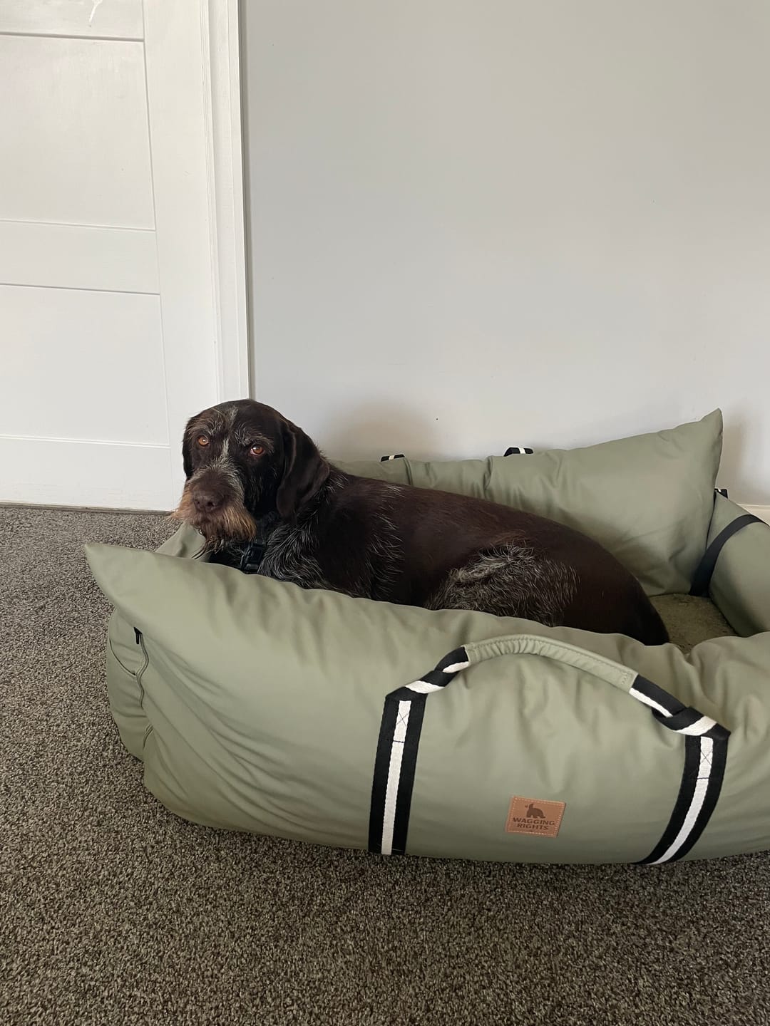 Customer photo review of Dog Dock V2 New & Improved ISO Fix