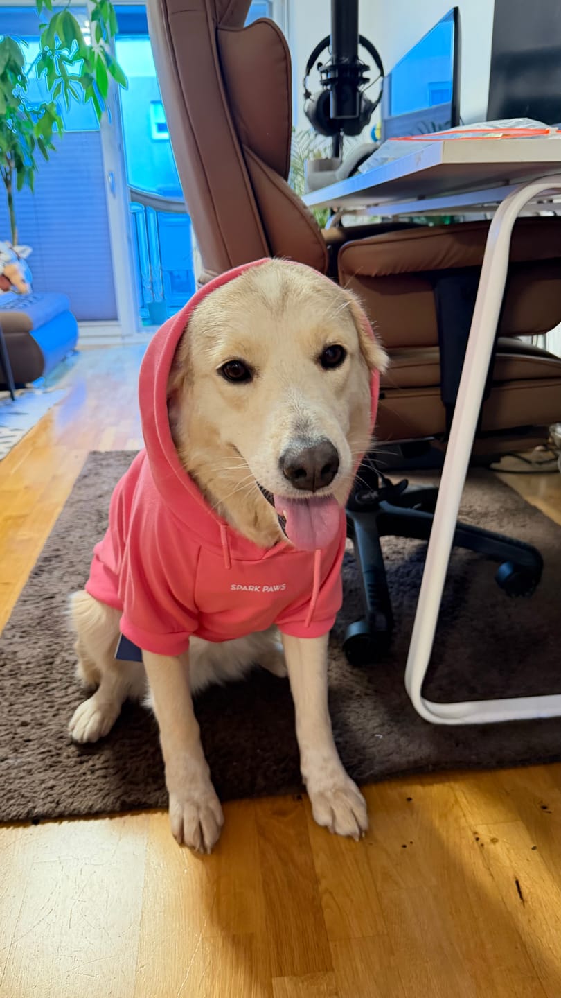 Customer photo review of Essential Dog Hoodie - Blush Pink