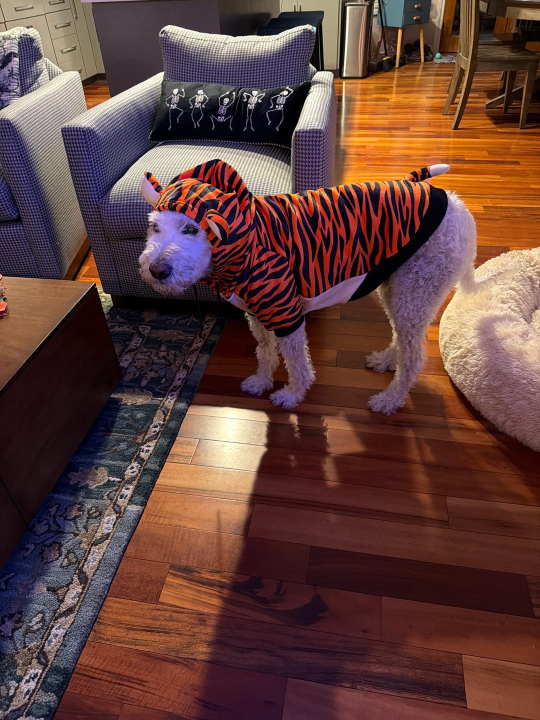 Customer photo review of Halloween Dog Hoodie - Tiger