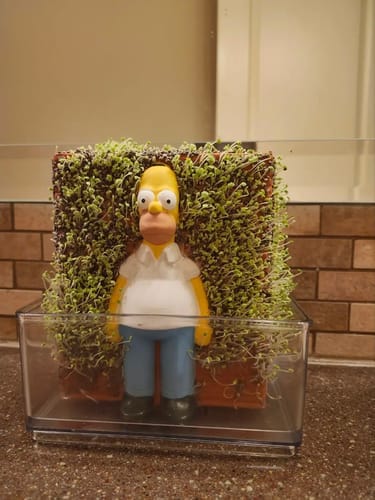 Customer photo review of Homer in the Bushes Chia