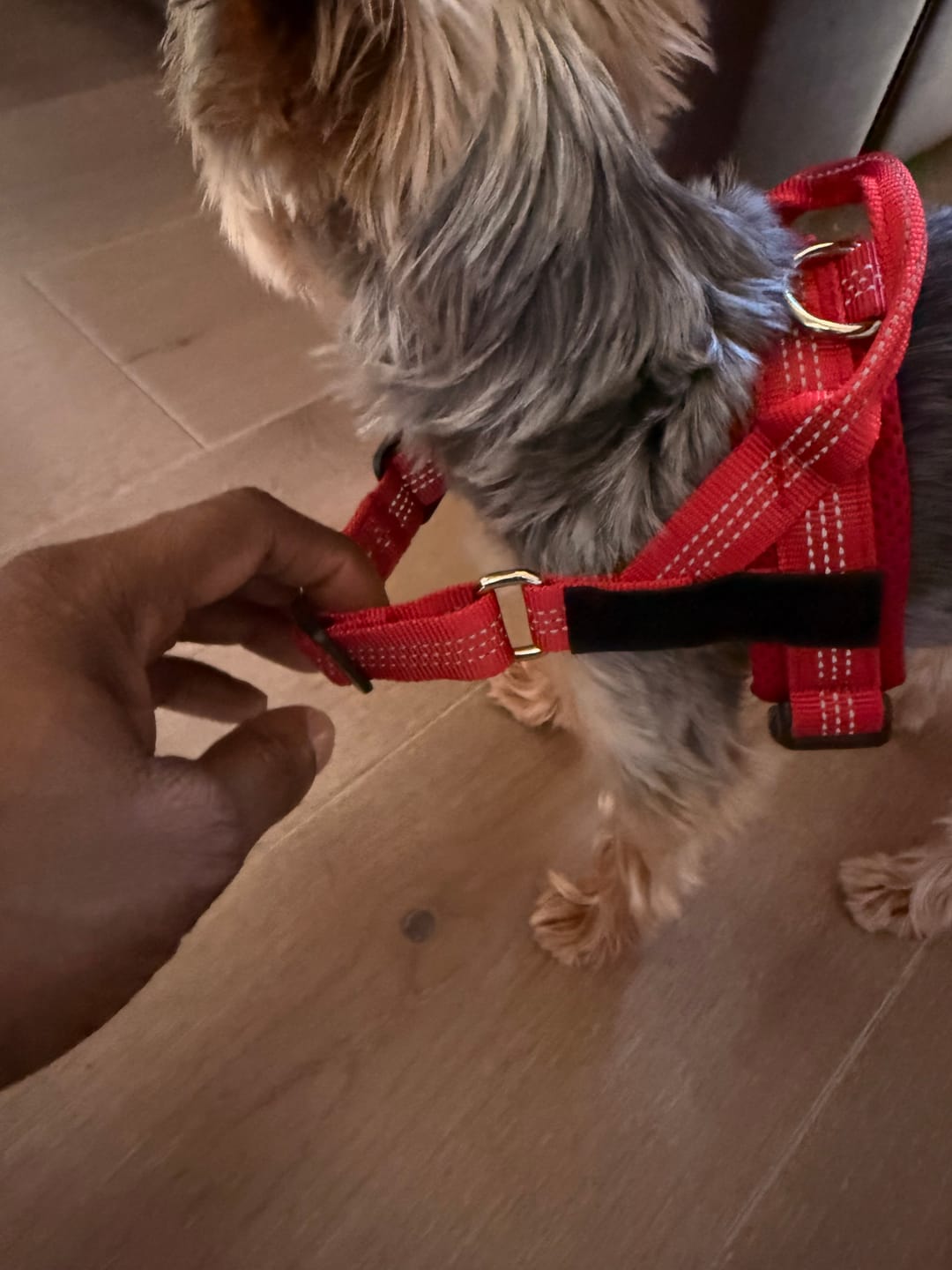 Customer photo review of SafeWalk® No-Pull Dog Harness