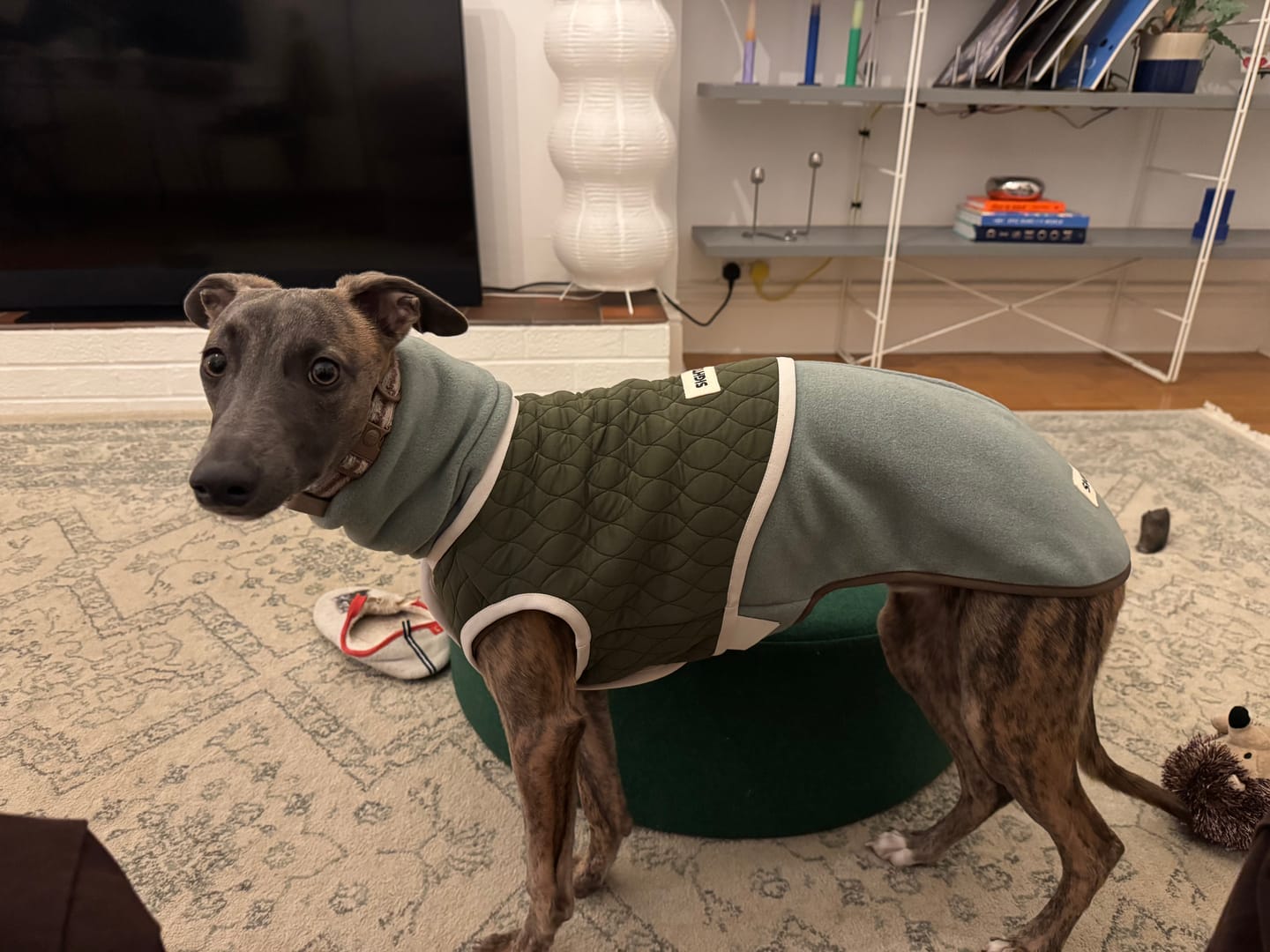 Customer photo review of Dog Quilted Vest in Green