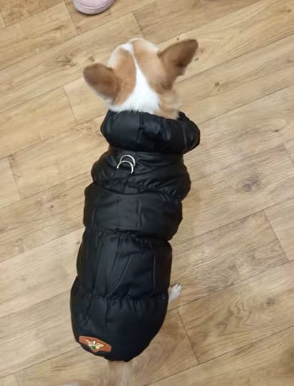 Customer photo review of Waterproof Puffer for Dogs