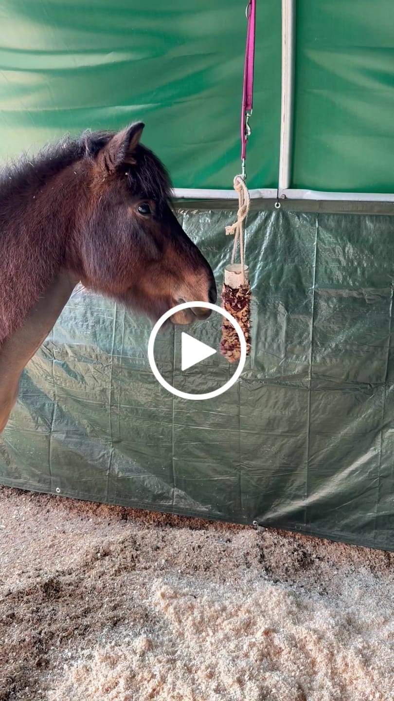 Customer video review of Knusperholz - limitiert! Der natürliche Knabberspaß für dein Pferd