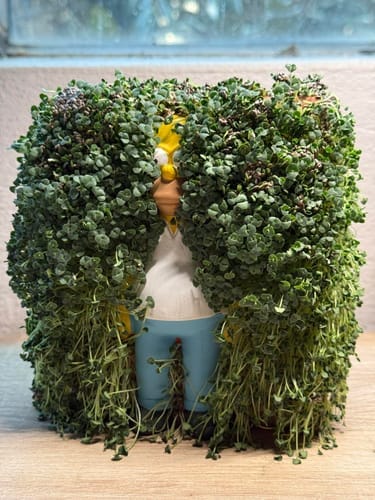 Customer photo review of Homer in the Bushes Chia