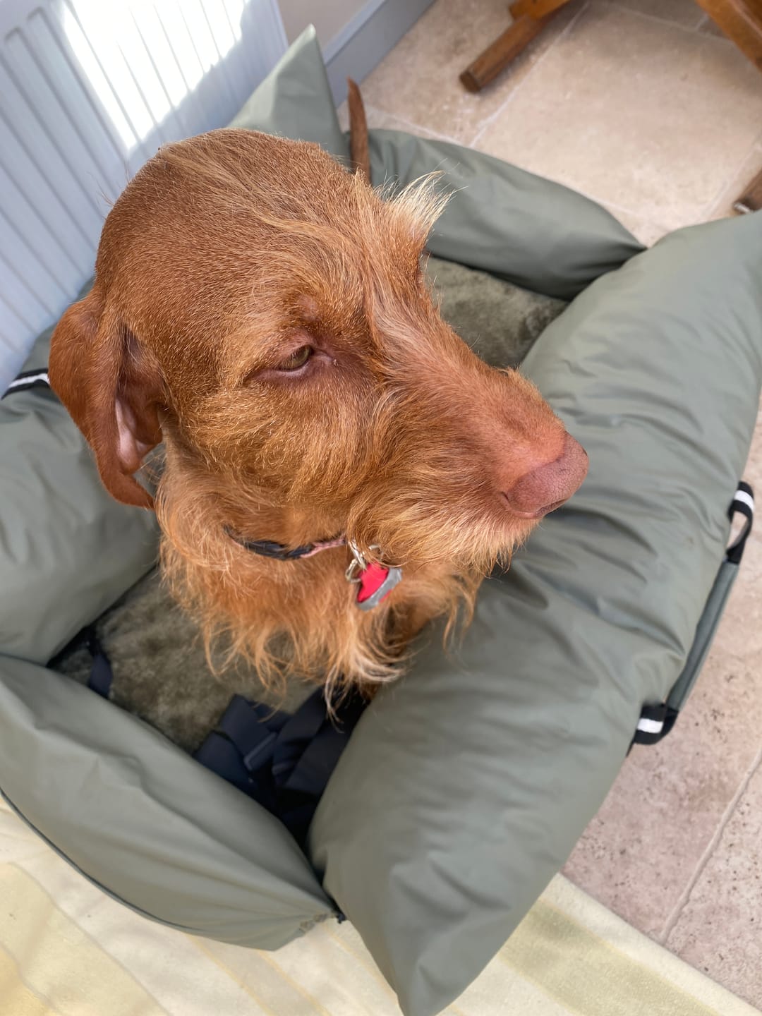 Customer photo review of Dog Dock V2 New & Improved ISO Fix